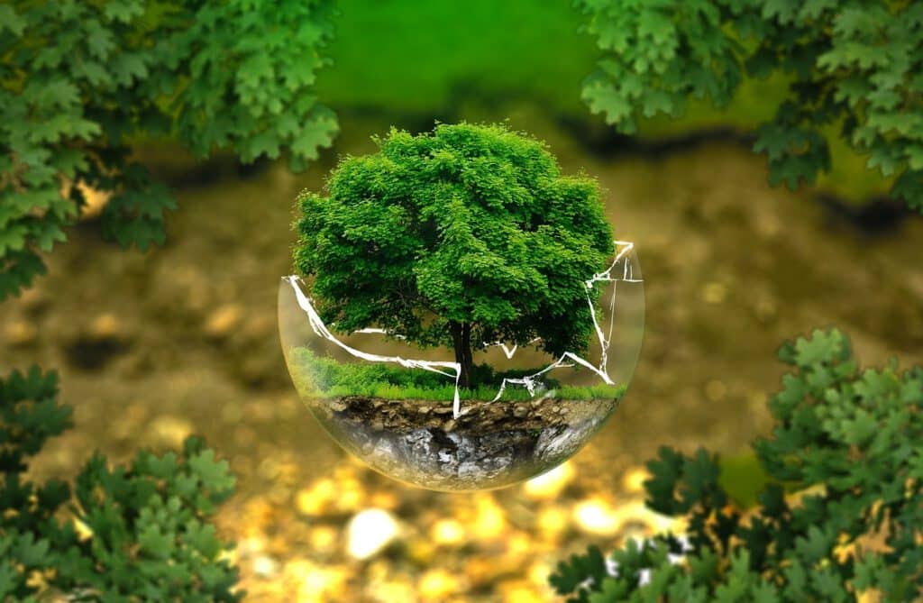 Baum in einer zerbrochenen Glaskugel als Symbol für Nachhaltigkeit zu Krisenzeiten