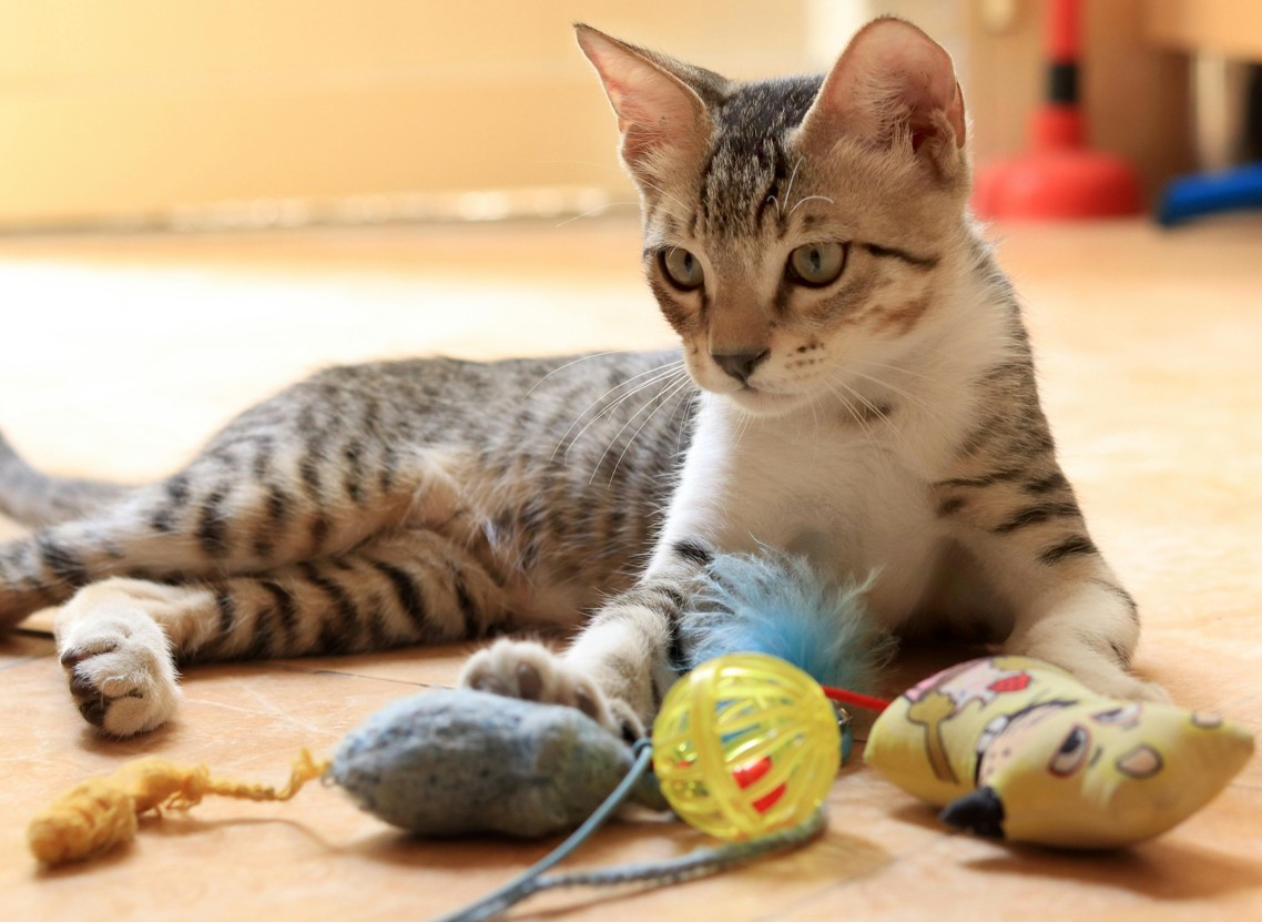 Hauskatze mit verschiedenem Spielzeug