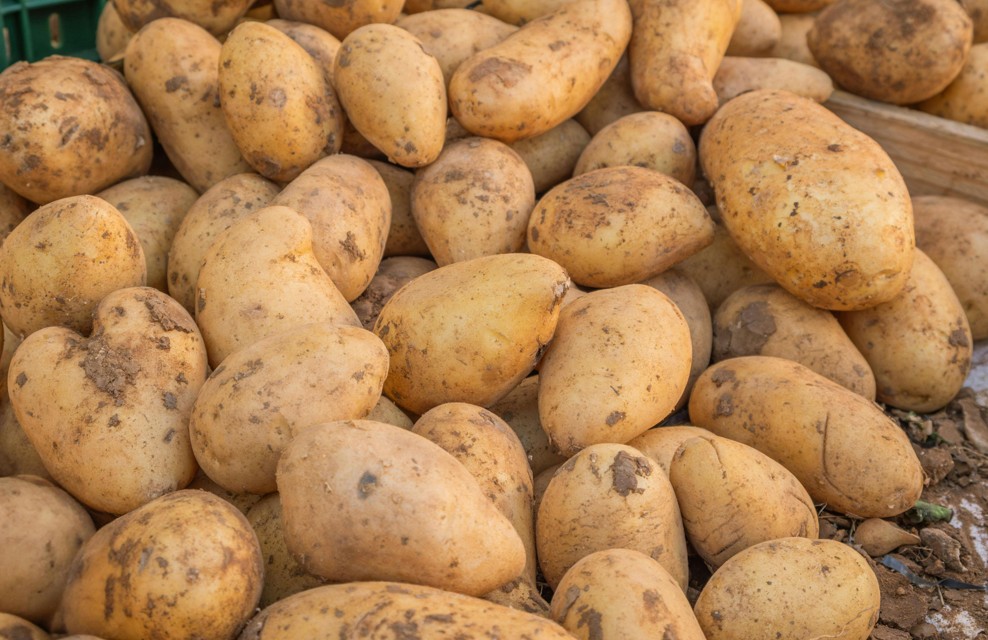 Kartoffeln in einem Korb