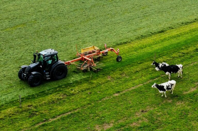 Bauer mit Traktor und Kuehen auf einem Feld