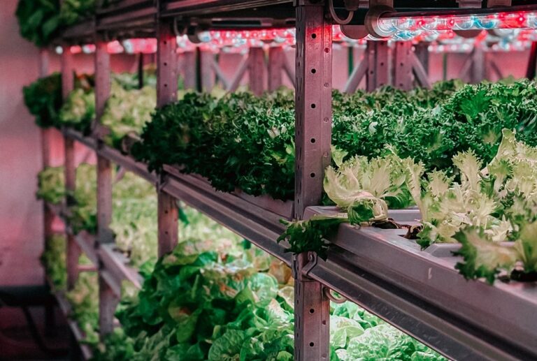 Salat in einer Indoor Farm Anlage